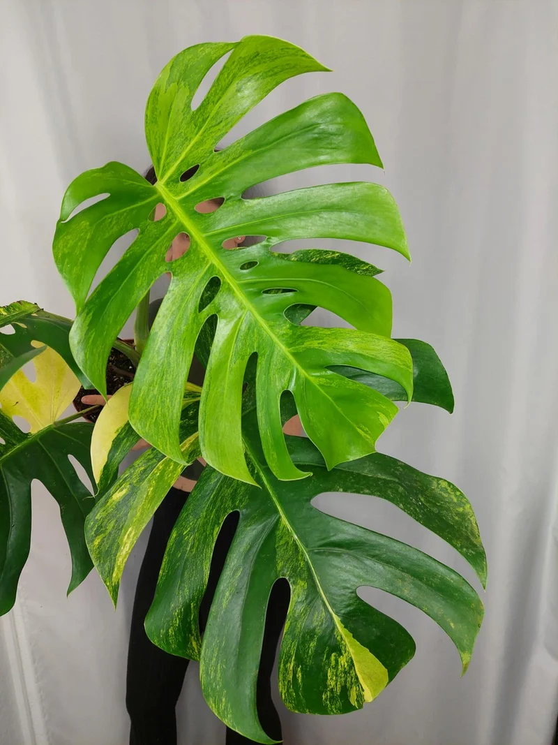 Monstera Aurea