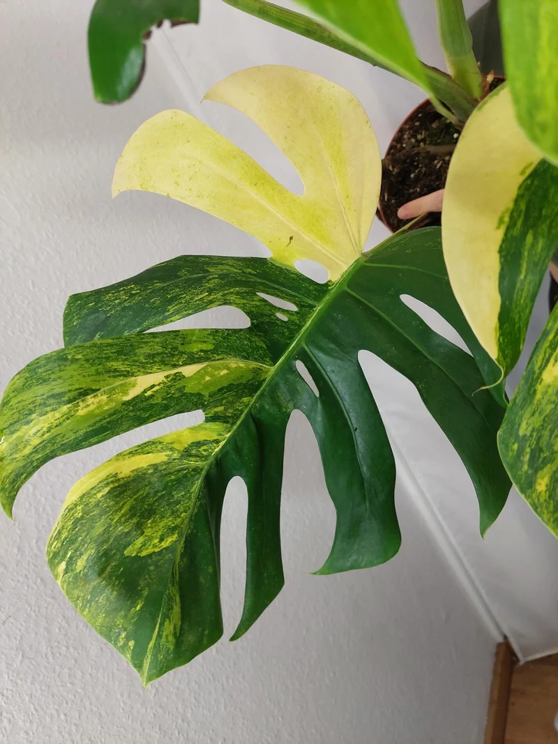 Monstera Aurea