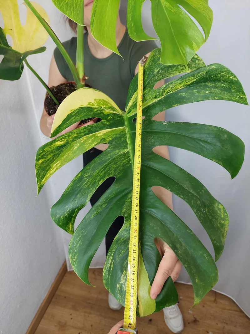 Monstera Aurea