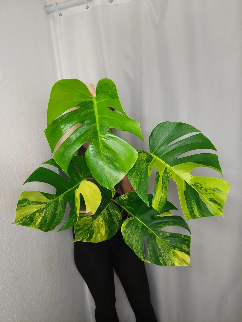 Monstera Aurea