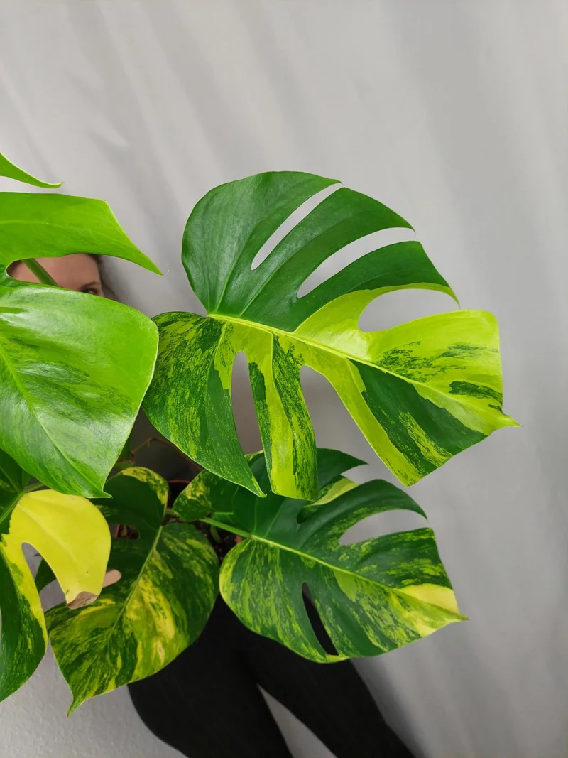 Monstera Aurea