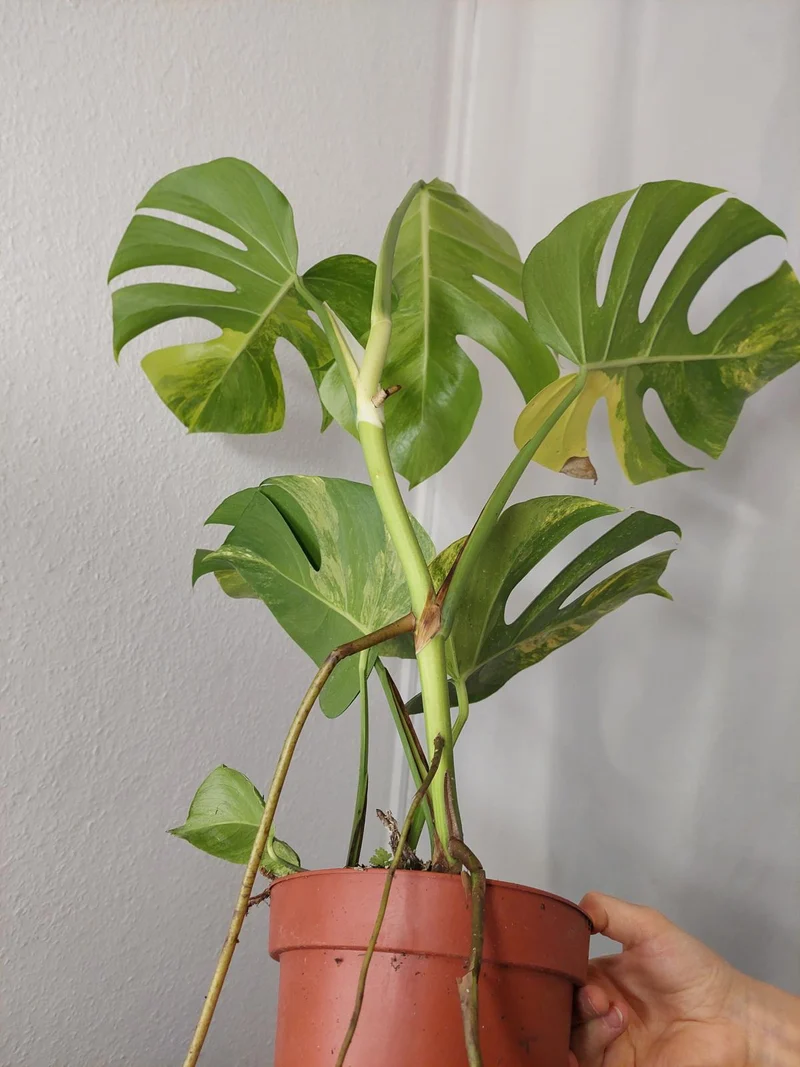 Monstera Aurea