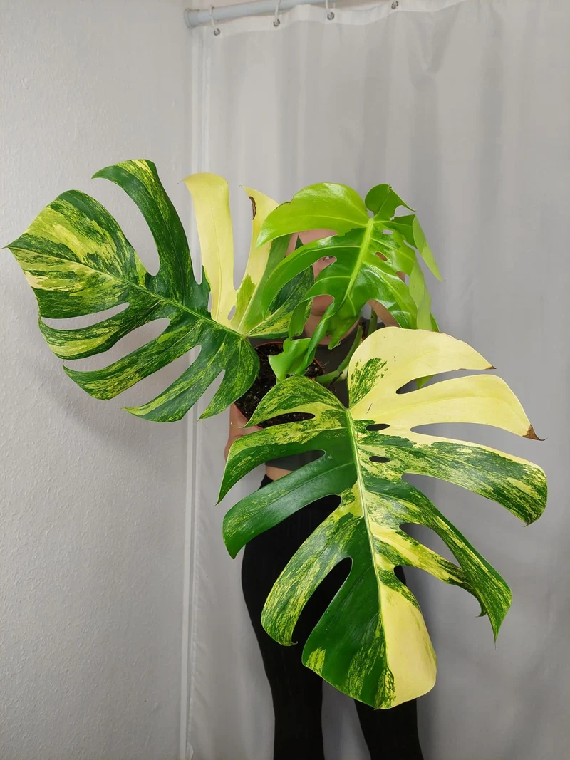 Monstera Aurea