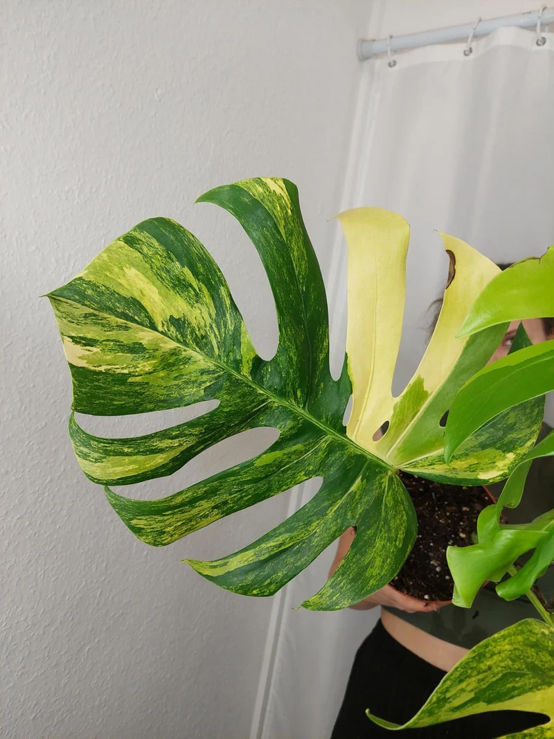 Monstera Aurea