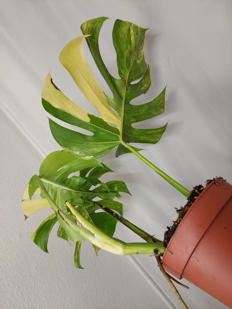 Monstera Aurea