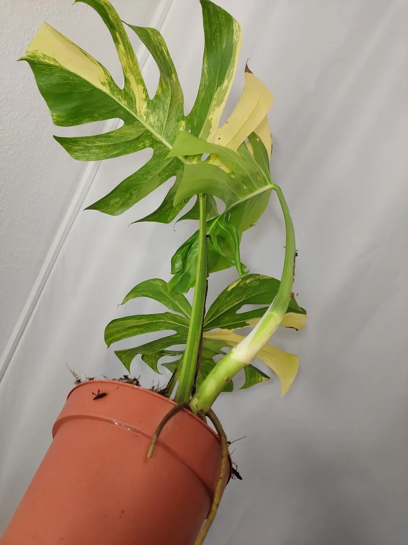 Monstera Aurea