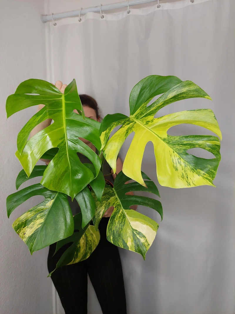 Monstera Aurea