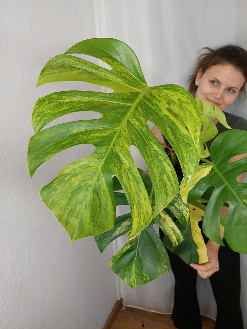 Monstera Aurea
