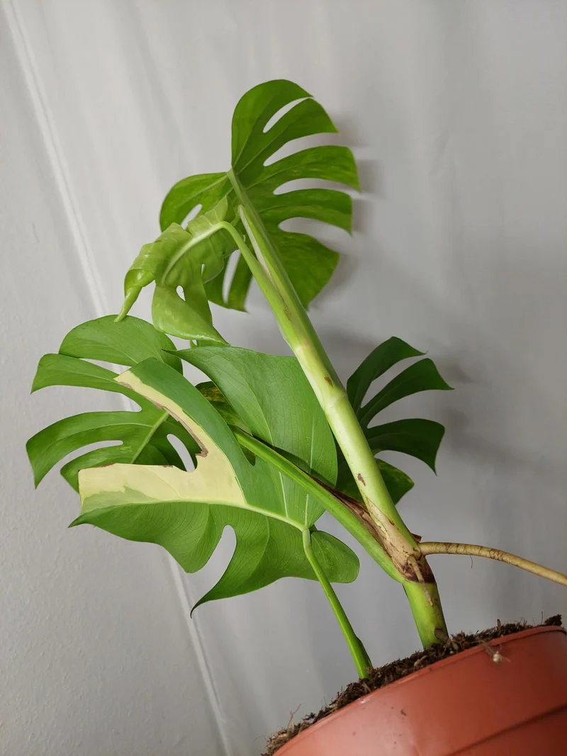 Monstera Aurea