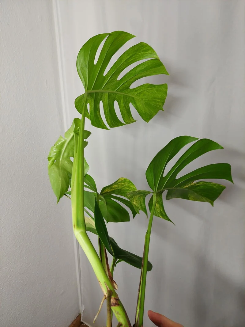Monstera Aurea