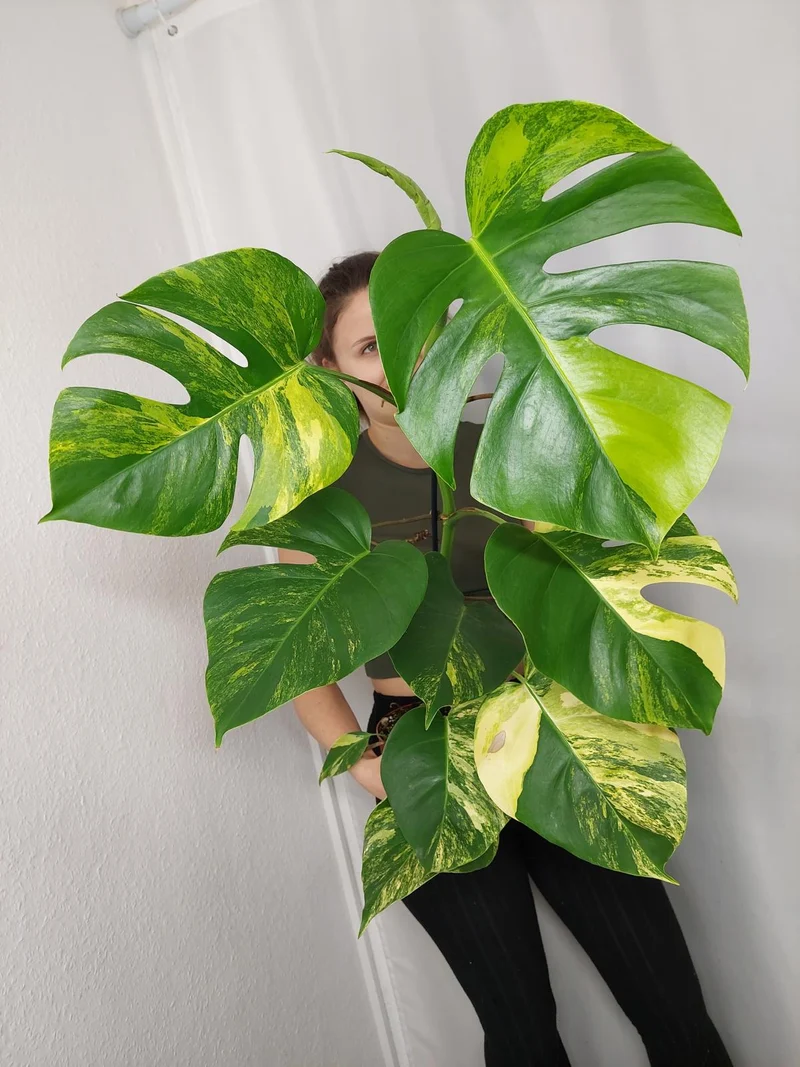 Monstera Aurea