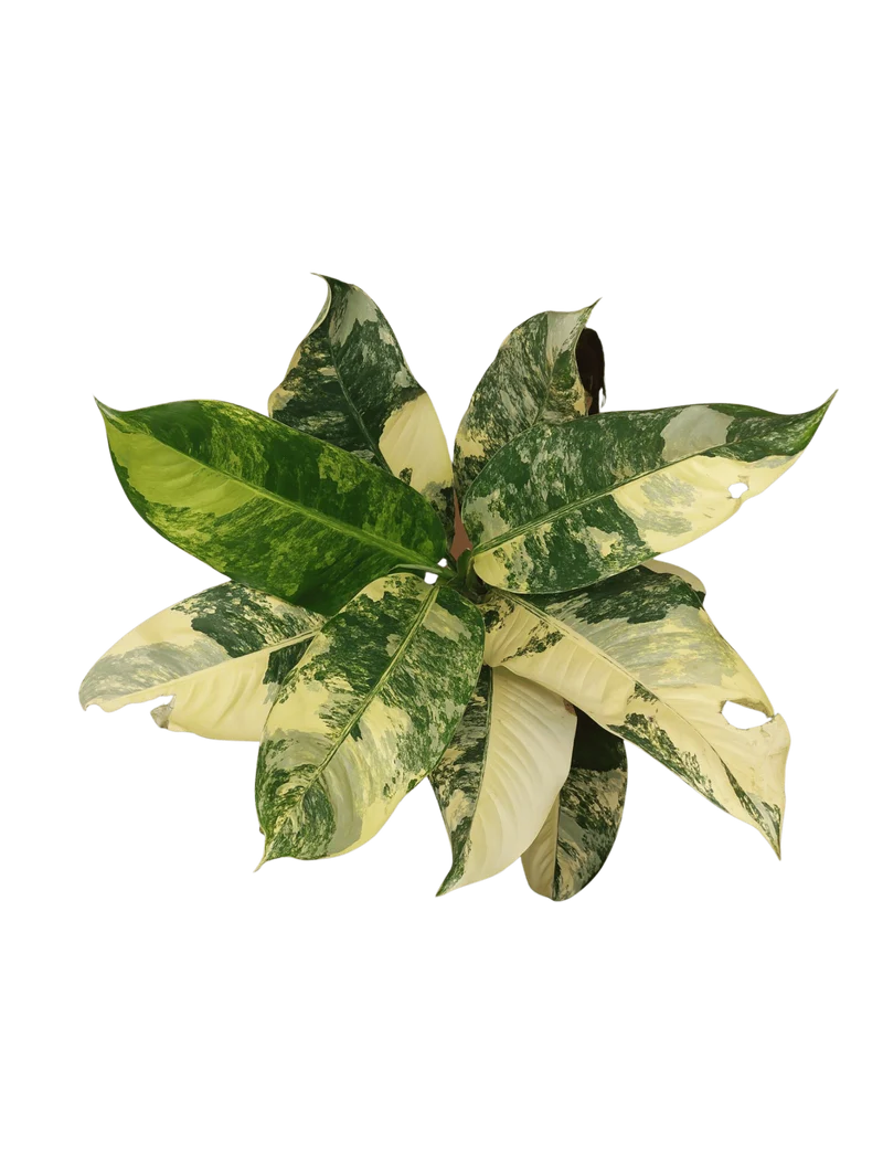 Dieffenbachia Big Ben Aurea