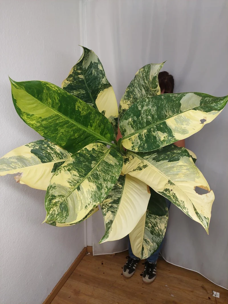 Dieffenbachia Big Ben Aurea
