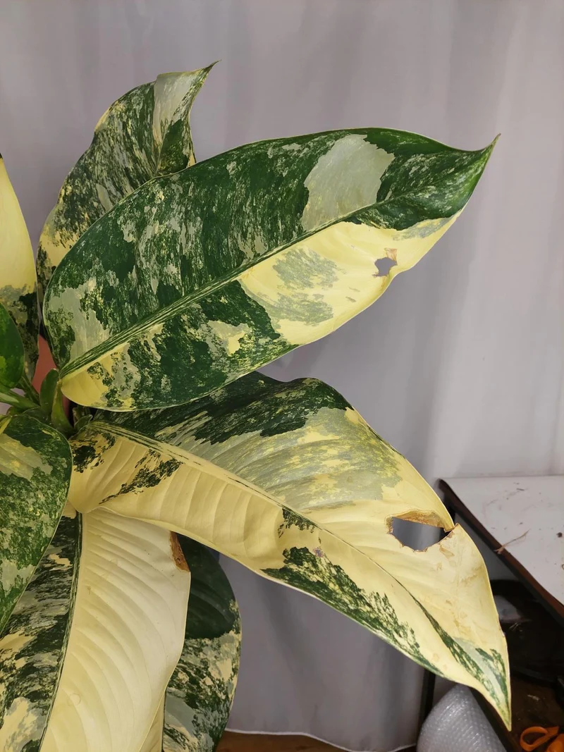 Dieffenbachia Big Ben Aurea