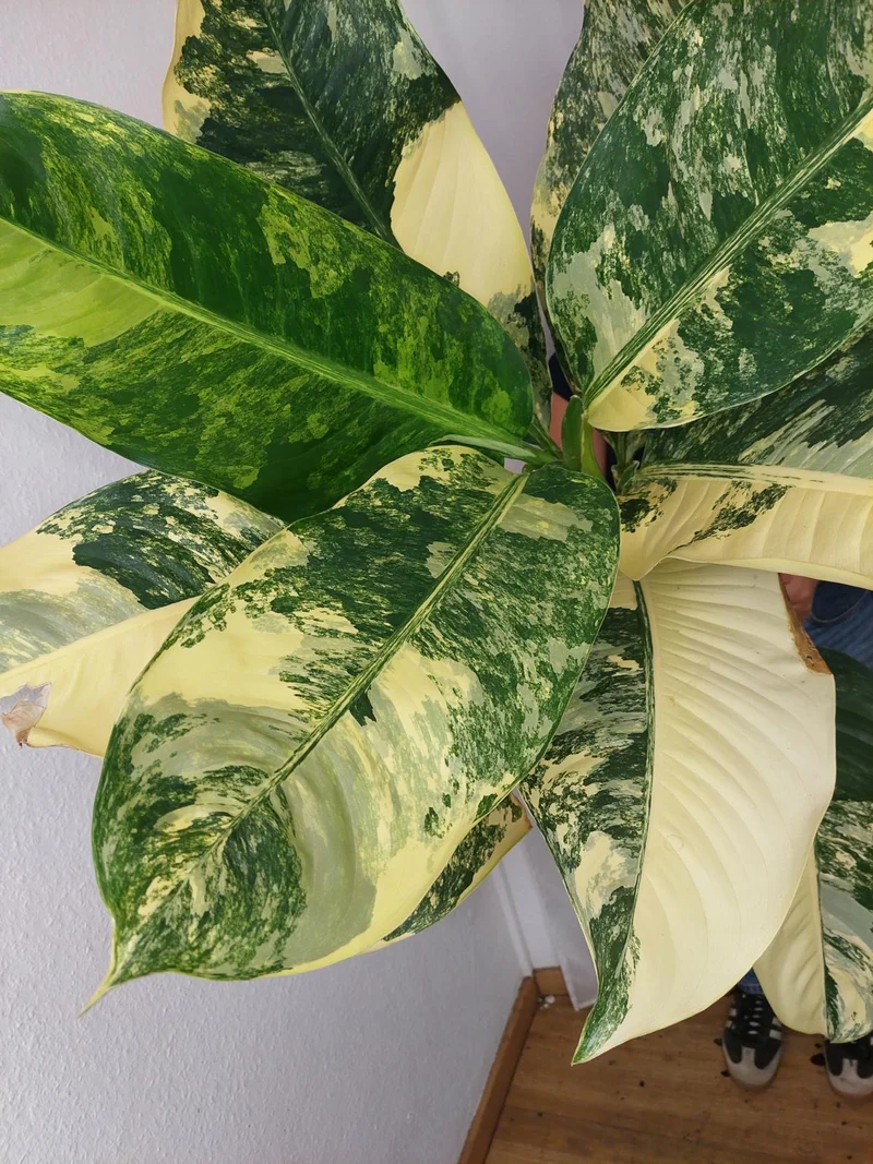 Dieffenbachia Big Ben Aurea