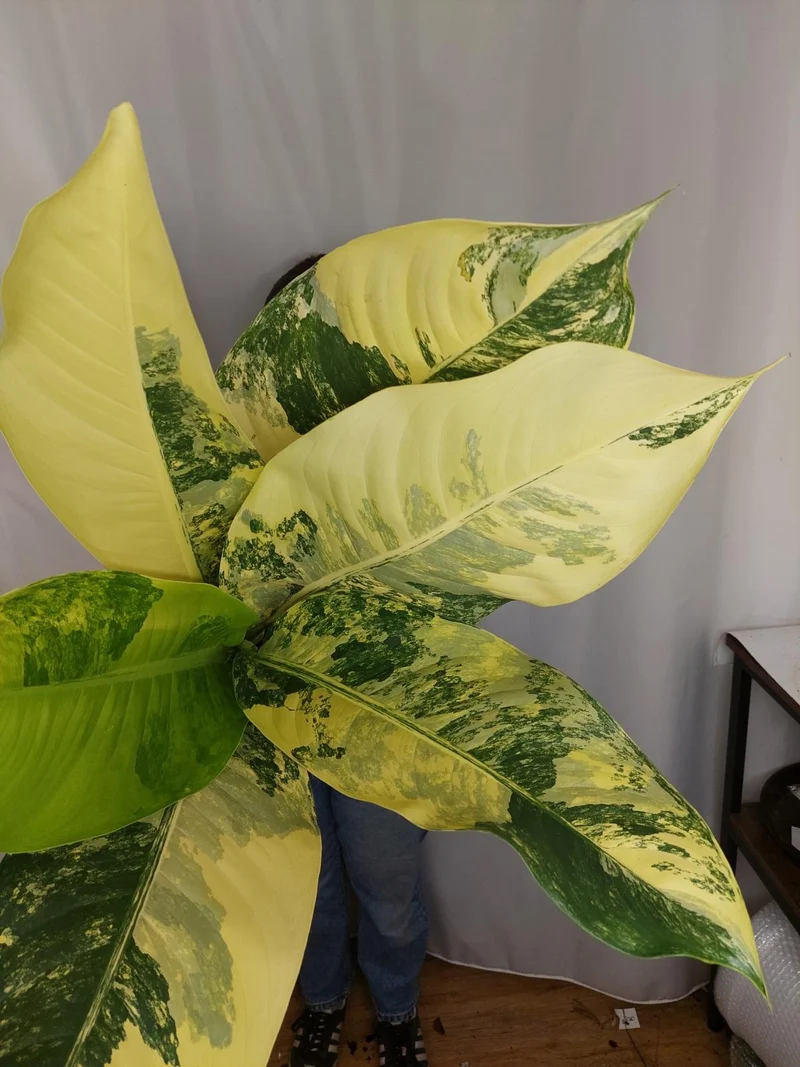 Dieffenbachia Big Ben Aurea