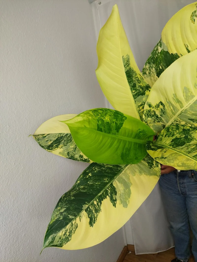 Dieffenbachia Big Ben Aurea