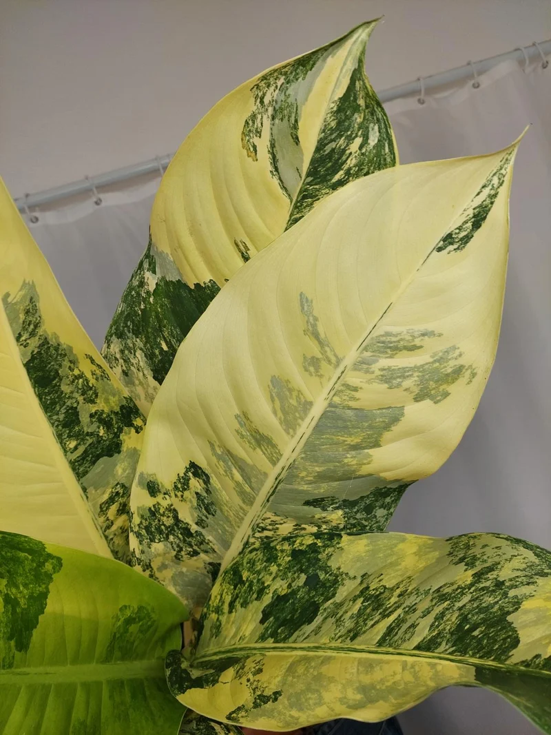 Dieffenbachia Big Ben Aurea