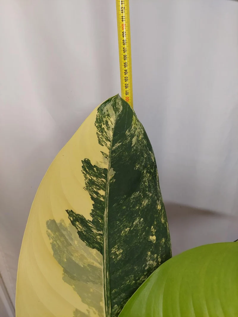 Dieffenbachia Big Ben Aurea