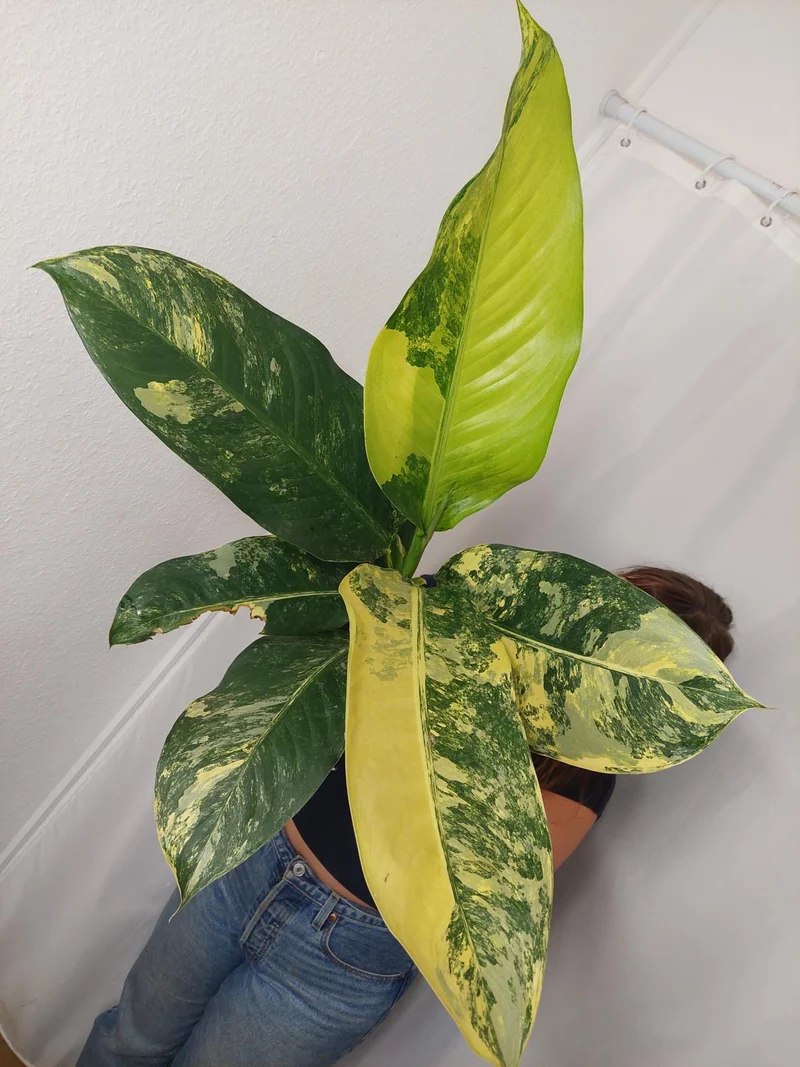 Dieffenbachia Big Ben Aurea