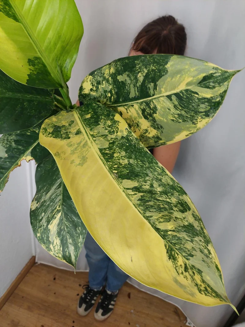 Dieffenbachia Big Ben Aurea