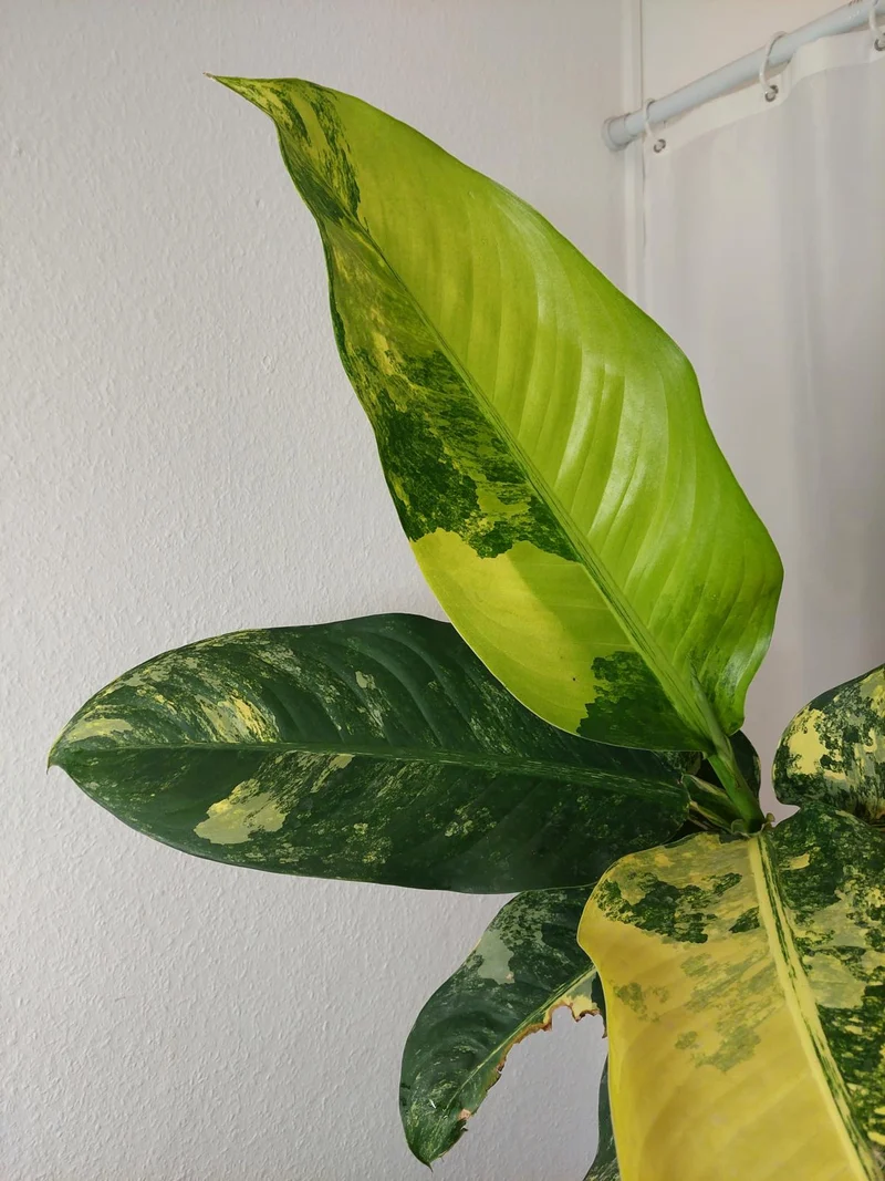 Dieffenbachia Big Ben Aurea