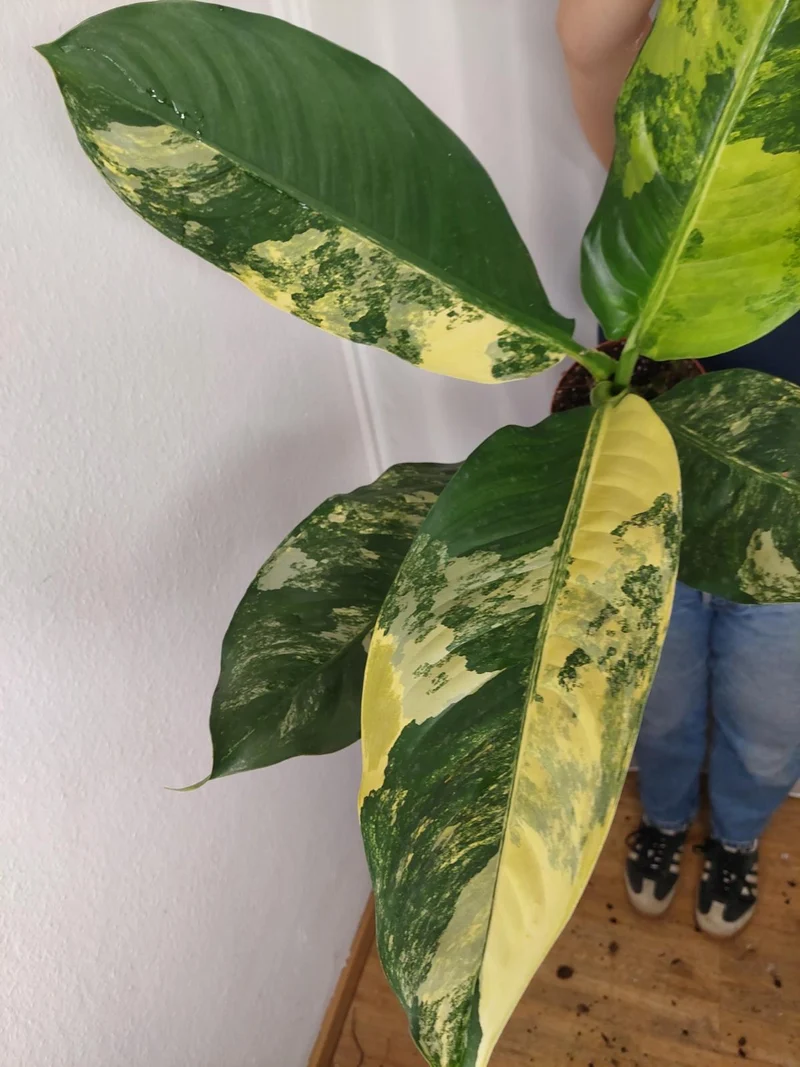 Dieffenbachia Big Ben Aurea