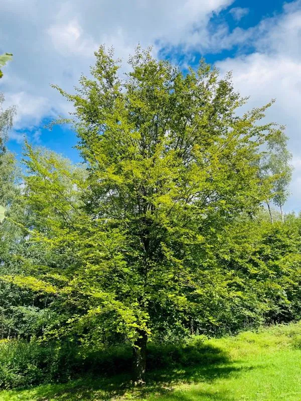 Rotbuche - Baum des Jahres 1990/2022