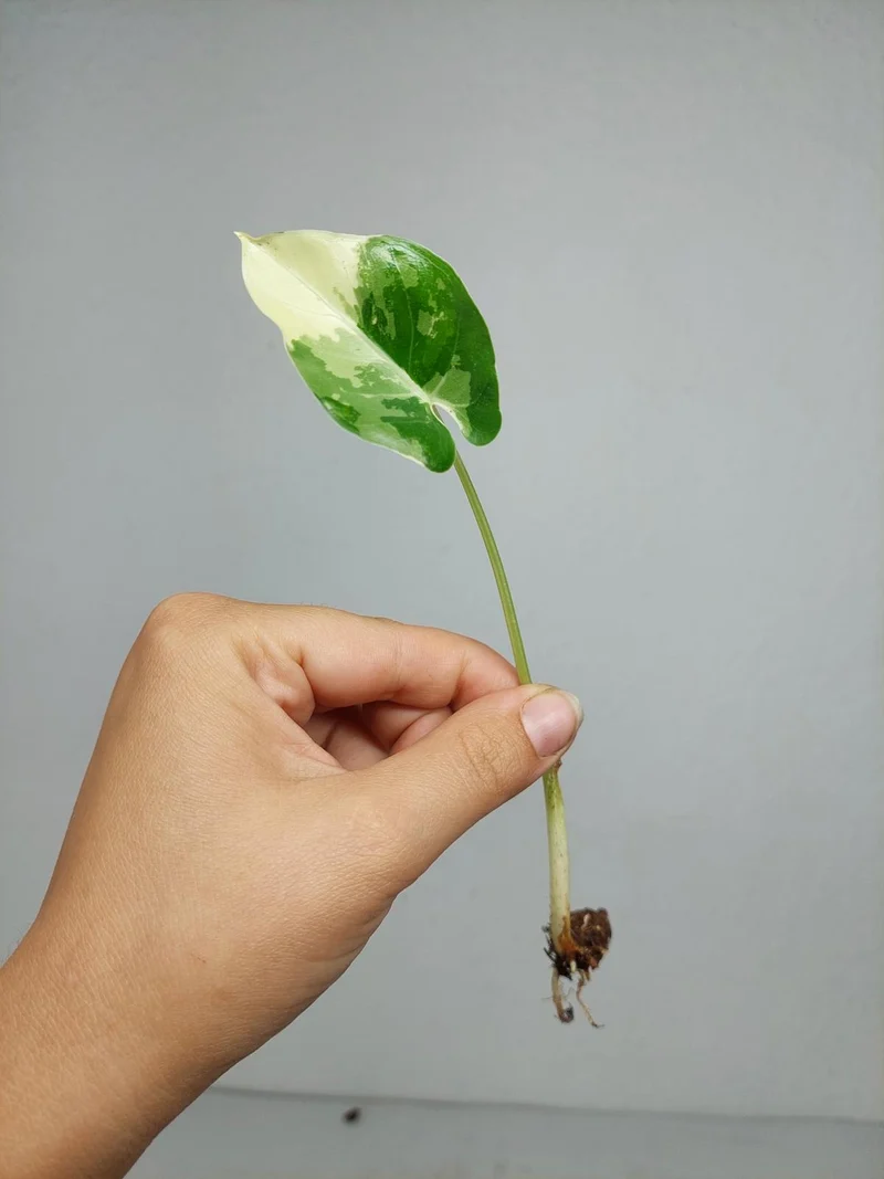 Alocasia Macrorrhiza Variegata babyplant