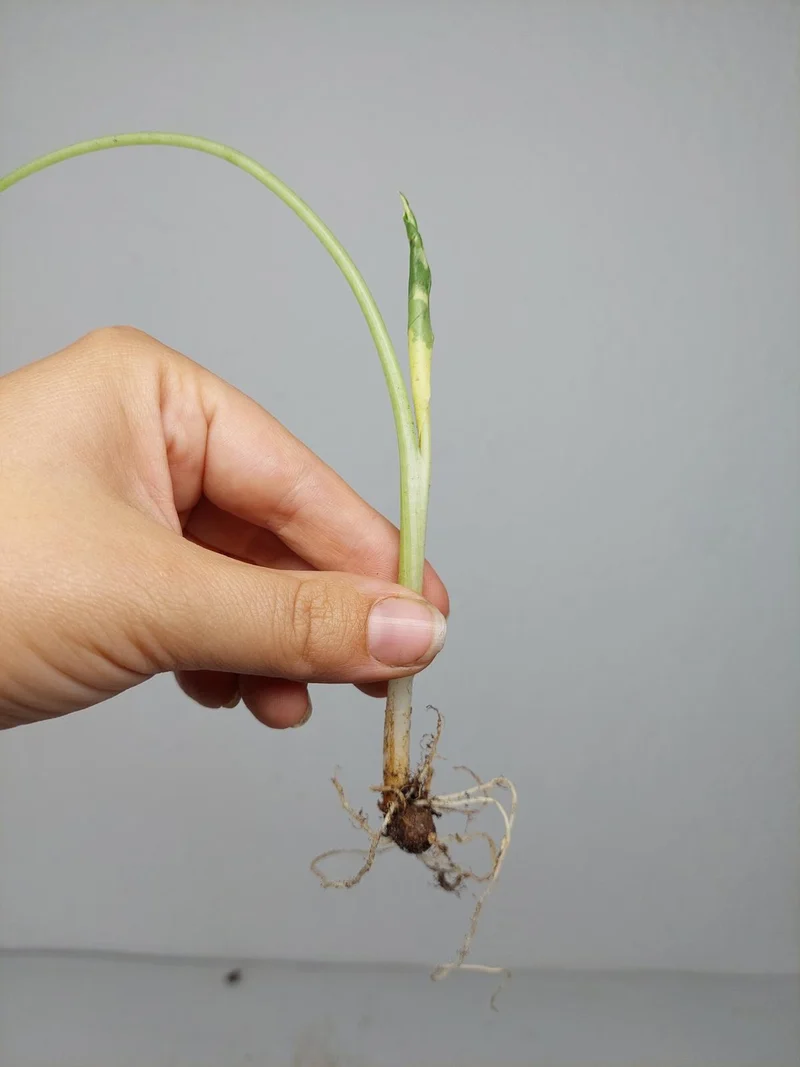 Alocasia Macrorrhiza Variegata babyplant