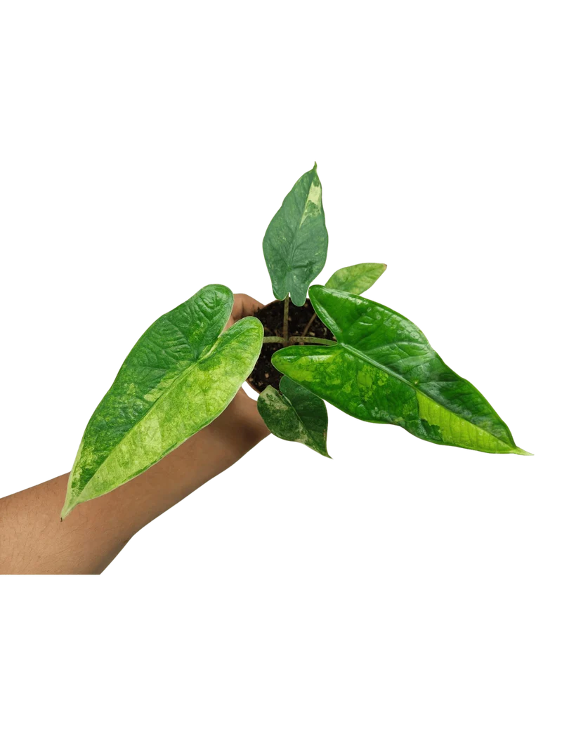 Alocasia Sulawesi Green Carpet Variegata