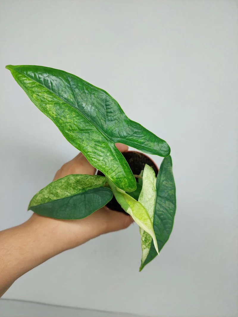 Alocasia Sulawesi Green Carpet Variegata
