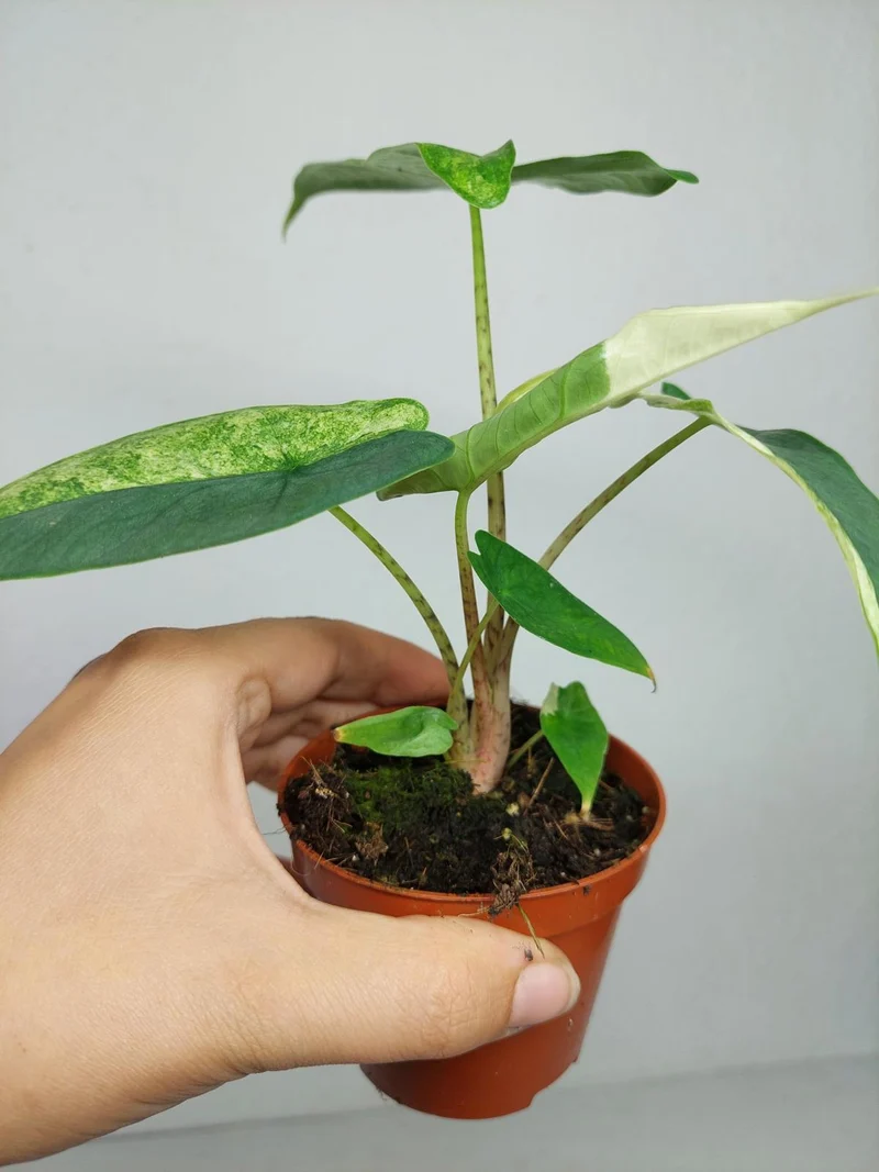 Alocasia Sulawesi Green Carpet Variegata