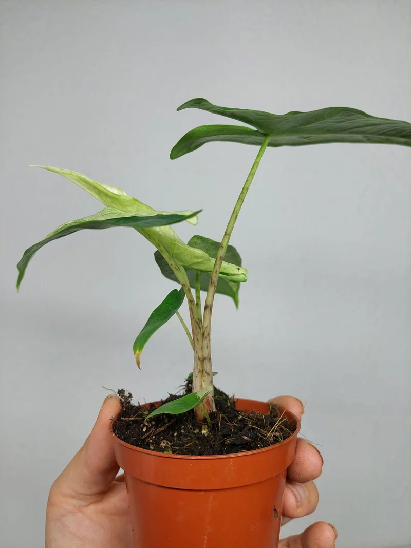 Alocasia Sulawesi Green Carpet Variegata