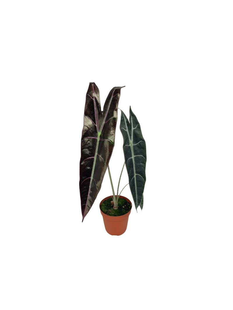 Alocasia Longiloba Purple