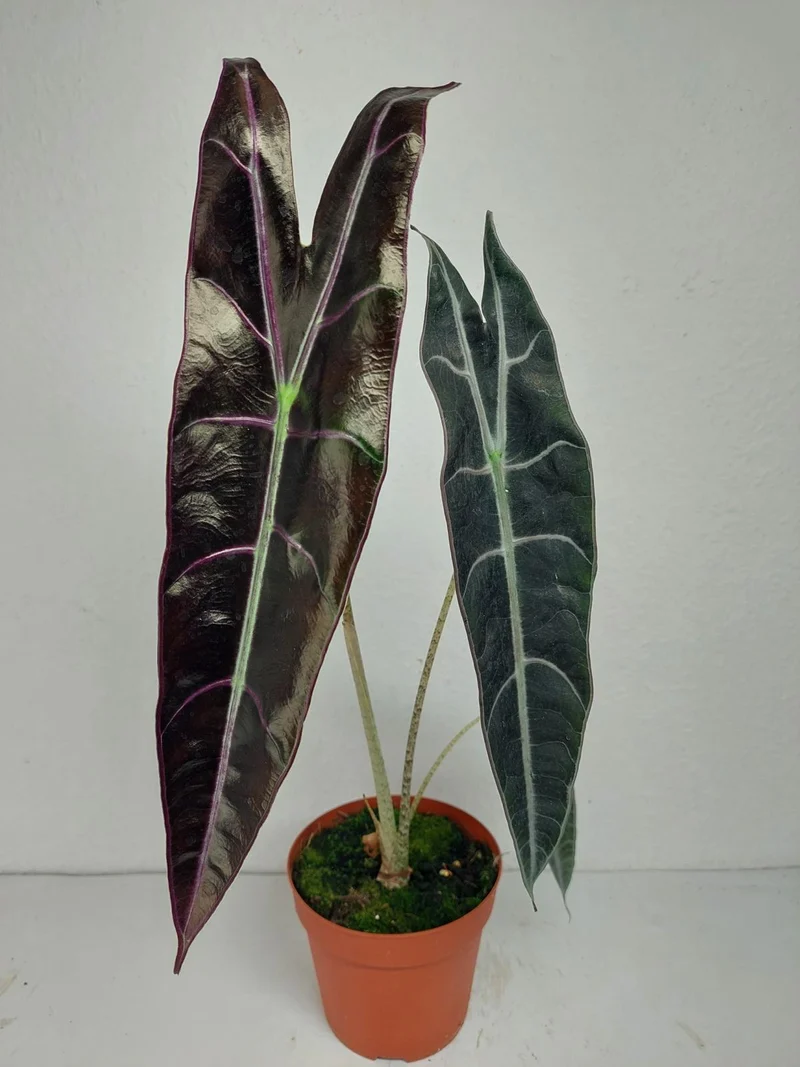 Alocasia Longiloba Purple