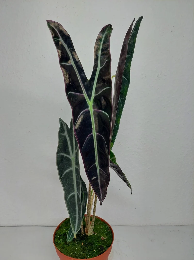 Alocasia Longiloba Purple