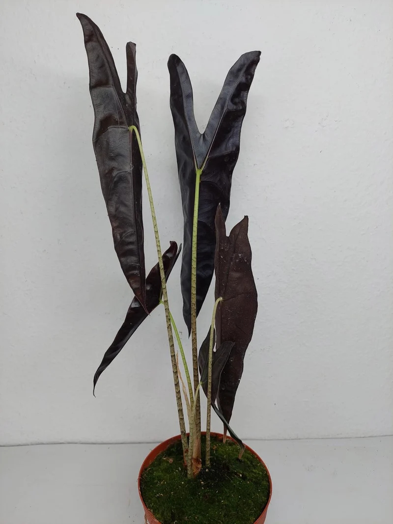 Alocasia Longiloba Purple