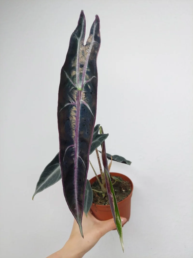 Alocasia Longiloba Purple