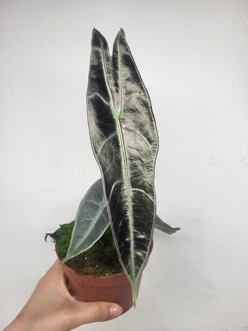 Alocasia Longiloba Purple