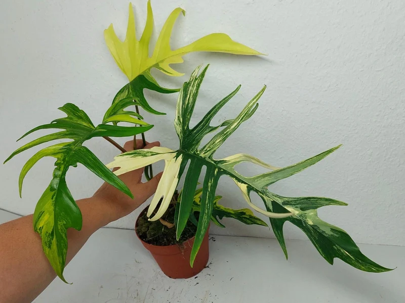 Philodendron Tortum x Florida Beauty Variegata