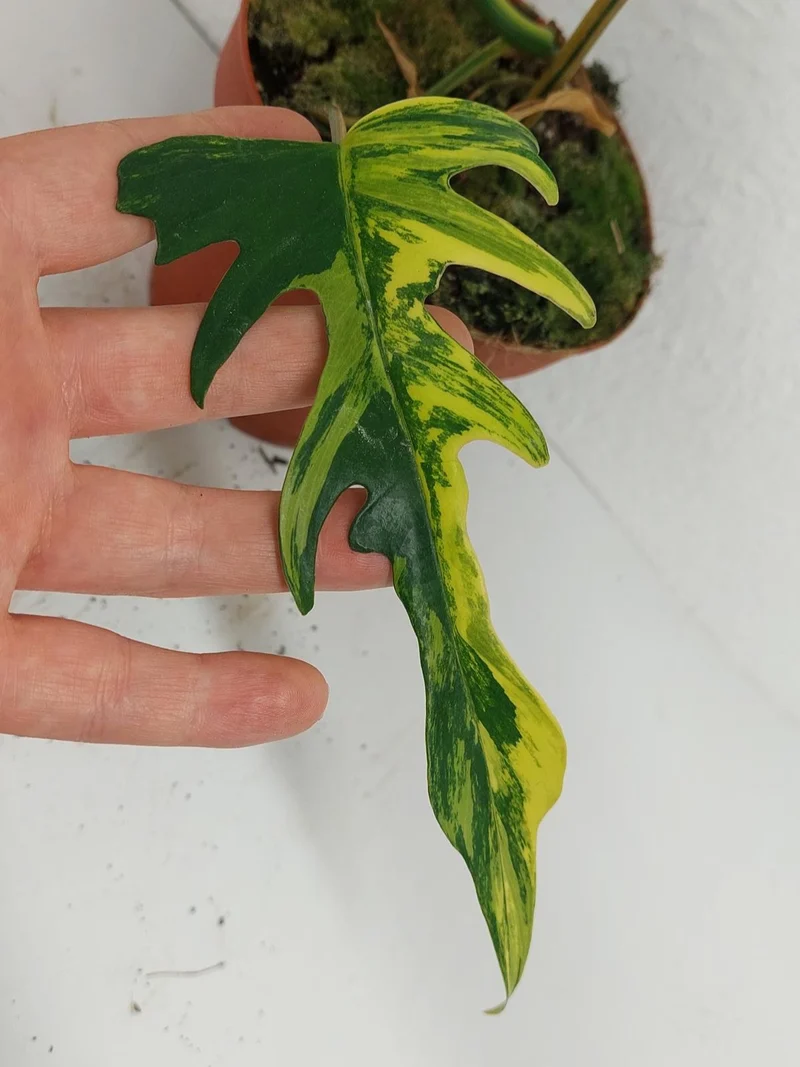 Philodendron Tortum x Florida Beauty Variegata