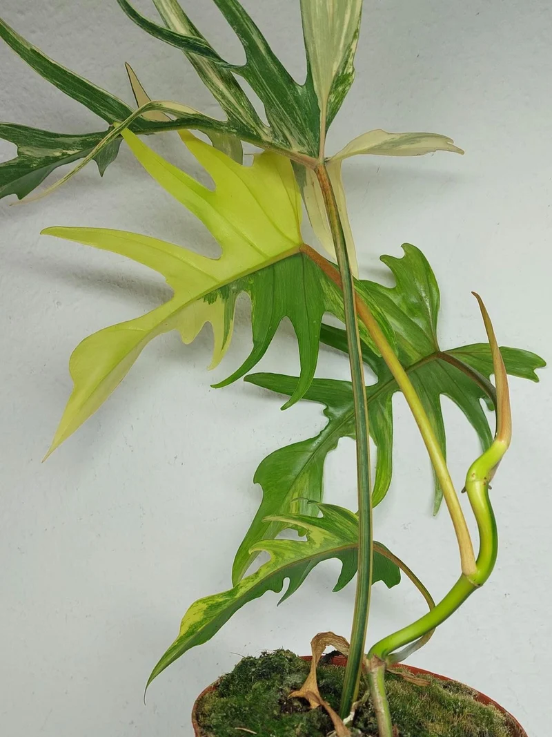 Philodendron Tortum x Florida Beauty Variegata