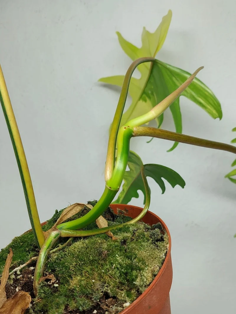 Philodendron Tortum x Florida Beauty Variegata