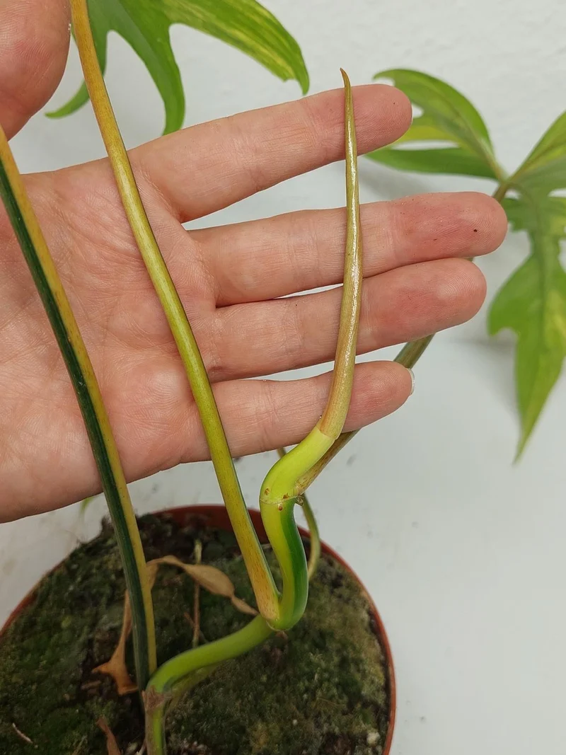 Philodendron Tortum x Florida Beauty Variegata