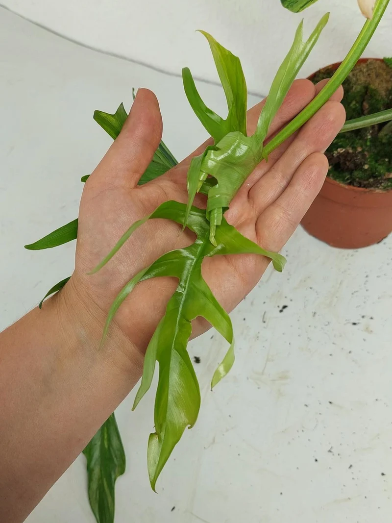 Philodendron Tortum x Florida Beauty Variegata