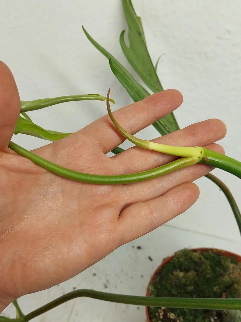 Philodendron Tortum x Florida Beauty Variegata