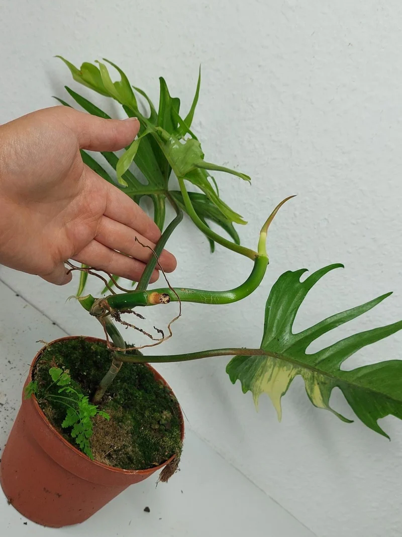 Philodendron Tortum x Florida Beauty Variegata