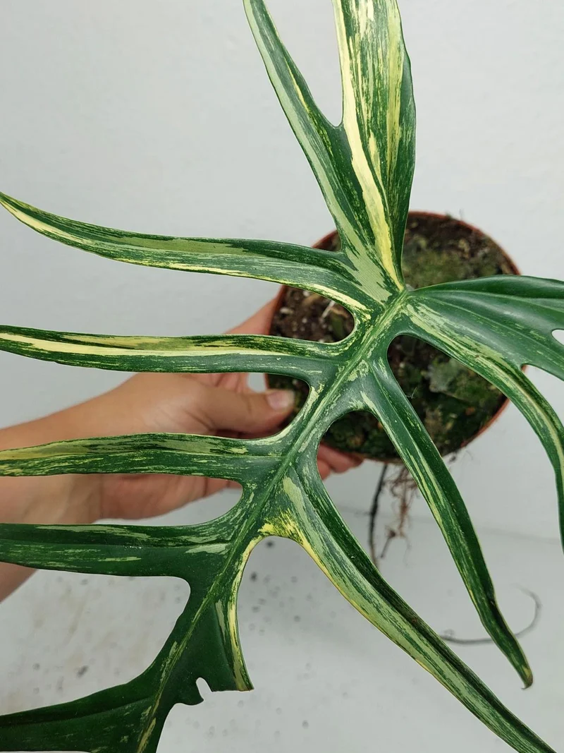 Philodendron Tortum x Florida Beauty Variegata