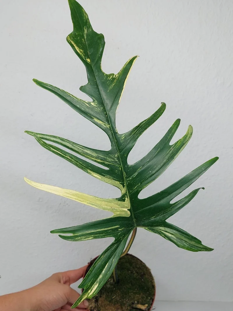 Philodendron Tortum x Florida Beauty Variegata